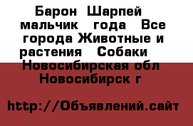 Барон (Шарпей), мальчик 3 года - Все города Животные и растения » Собаки   . Новосибирская обл.,Новосибирск г.